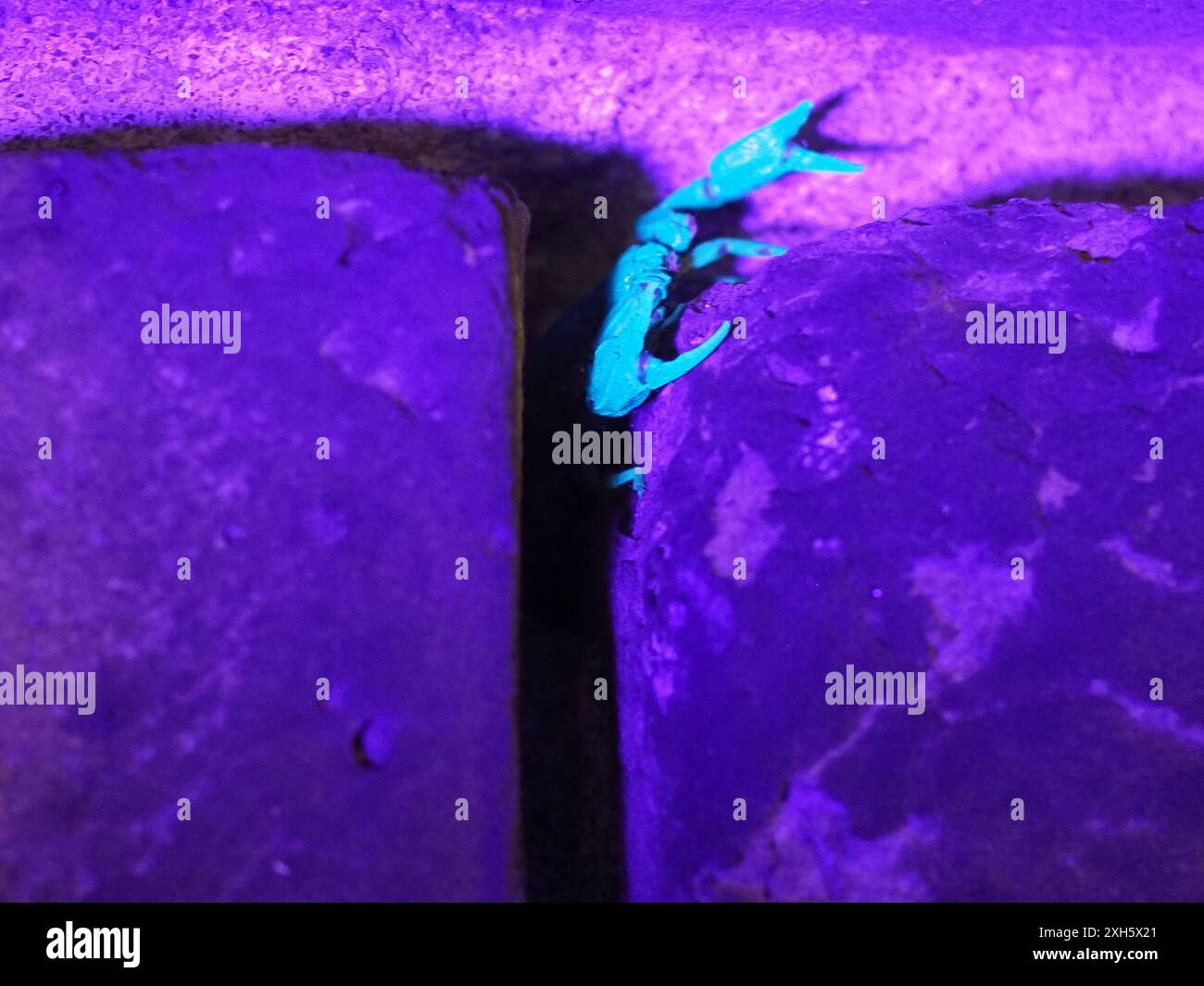 Sheerness, Kent, Royaume-Uni. 11 juillet 2024. Scorpions vivant dans des crevasses dans l'ancien mur de chantier naval Royal à Blue Town, Sheerness, Kent - représenté sur le mur tard dans la soirée par une nuit humide. La colonie de scorpions à Sheerness est la plus grande (plus de 10 000) et la plus connue colonie de scorpion sauvage au Royaume-Uni. Les scorpions à queue jaune sont arrivés au XVIIIe siècle par bateau. Sous la lumière UV, ils brillent bleu-vert. Crédit : James Bell/Alamy Live News Banque D'Images