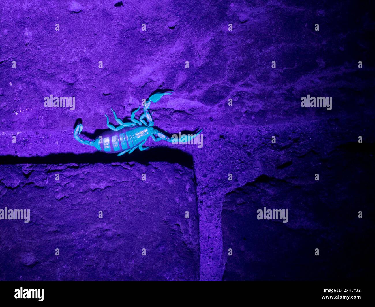 Sheerness, Kent, Royaume-Uni. 11 juillet 2024. Scorpions vivant dans des crevasses dans l'ancien mur de chantier naval Royal à Blue Town, Sheerness, Kent - représenté sur le mur tard dans la soirée par une nuit humide. La colonie de scorpions à Sheerness est la plus grande (plus de 10 000) et la plus connue colonie de scorpion sauvage au Royaume-Uni. Les scorpions à queue jaune sont arrivés au XVIIIe siècle par bateau. Sous la lumière UV, ils brillent bleu-vert. Crédit : James Bell/Alamy Live News Banque D'Images