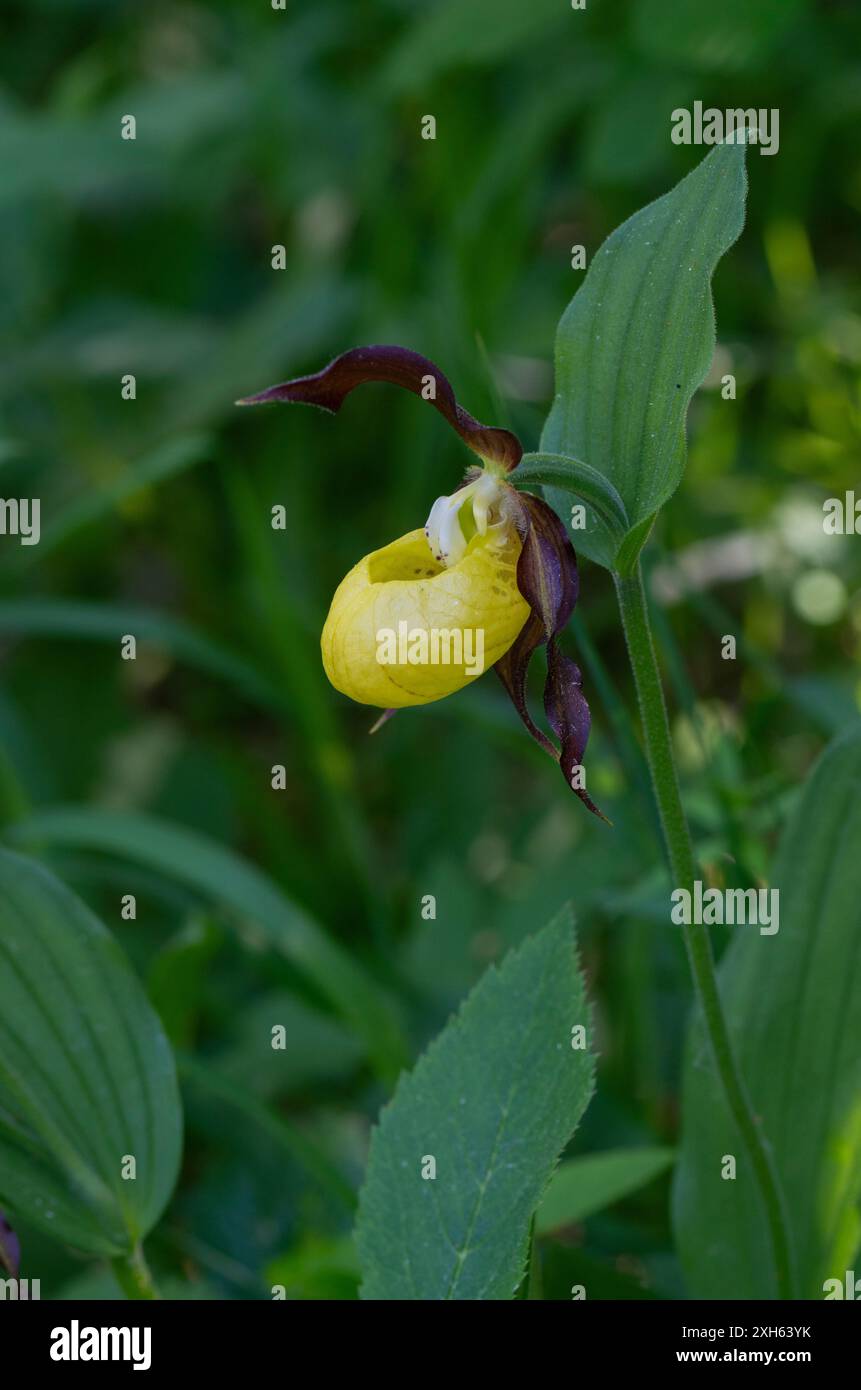 Lady's Slipper Orchid : Cypripediuym calceolus. Estonie. Banque D'Images