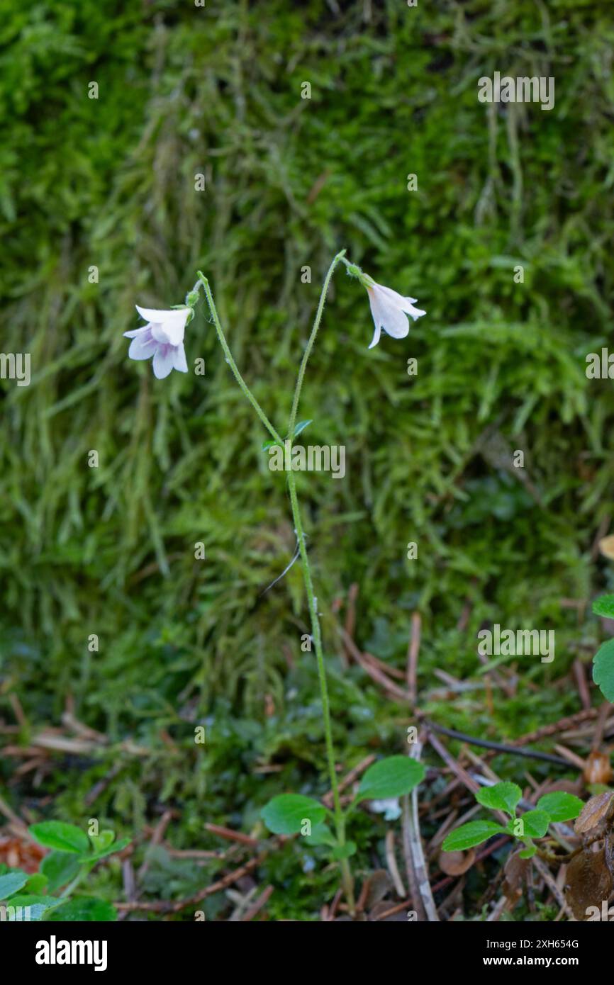 Twinflower : Linnaea borealis. Estonie. Banque D'Images