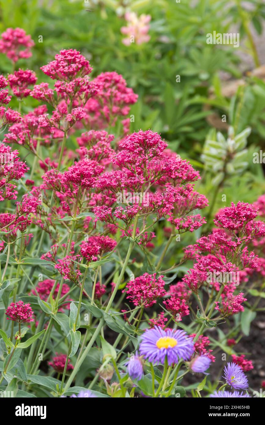 Valériane rouge, valériane, barbe de Jupiter, Spur valériane (Centranthus ruber 'coccineus', Centranthus ruber coccineus), cultivar coccineus Banque D'Images