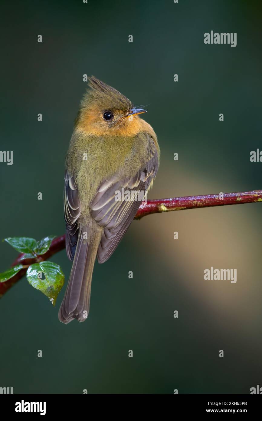 Mouche touffetée, mouche touffetée nordique (Mitrephanes phaeocercus), perchée sur une branche, Panama Banque D'Images