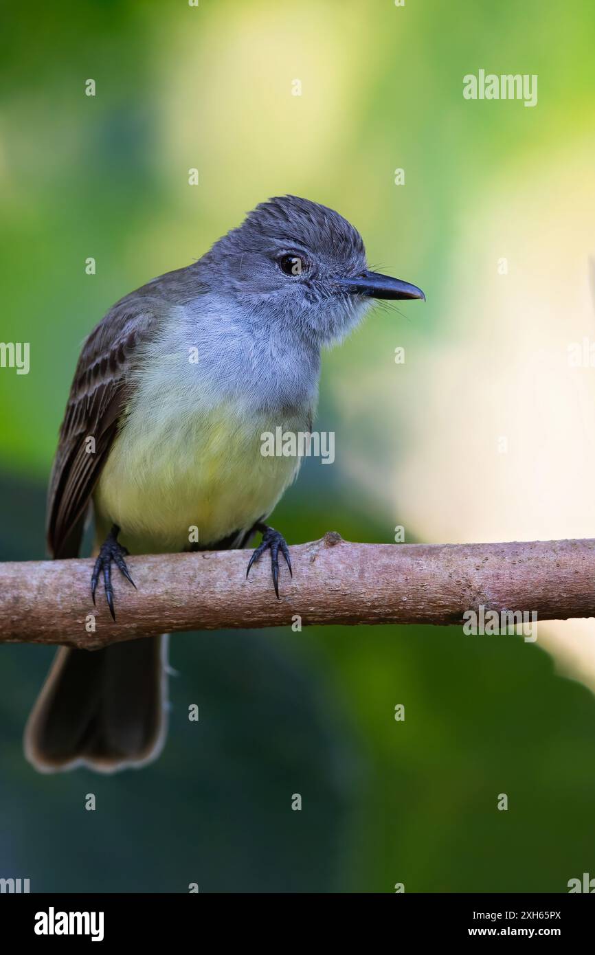 Mouche de Panama (Myiarchus panamensis), assis sur une branche dans la forêt tropicale, Panama Banque D'Images