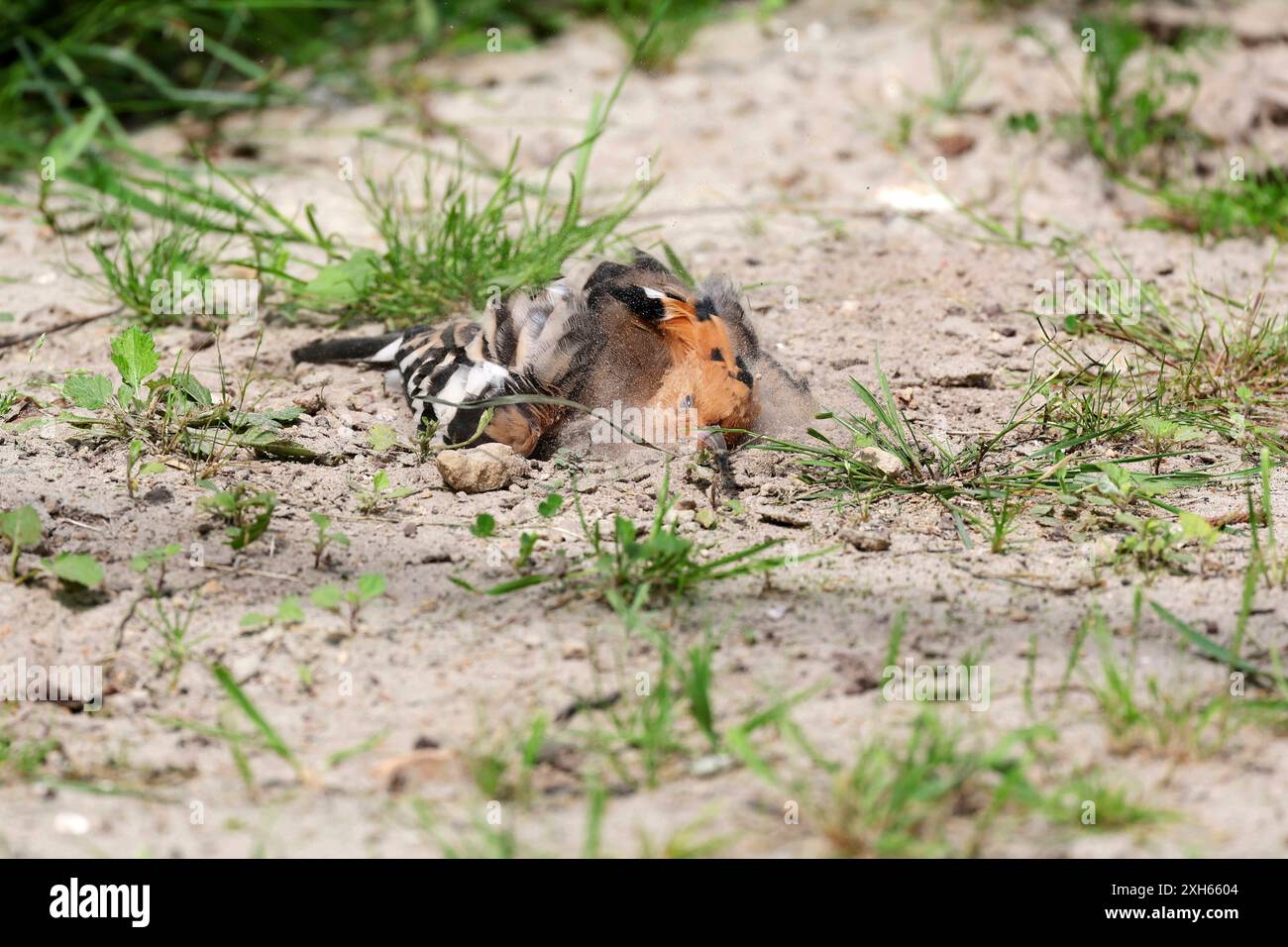 Hoopoe (épops Upupa), bain de sable, pays-Bas, Drenthe, Emmendingen Banque D'Images