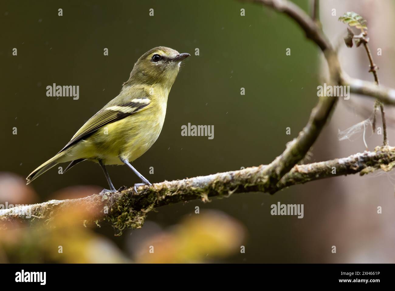 Viréo de carmiol (Vireo carmioli), assis sur une branche dans la forêt tropicale. Il est endémique des hauts plateaux du Costa Rica et de l'ouest du Panama, Panama Banque D'Images