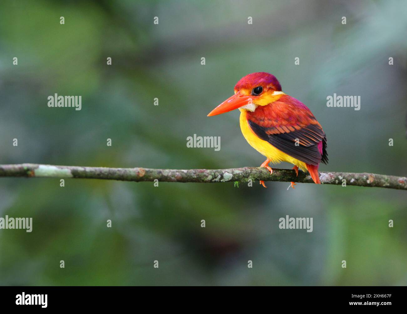 kingfisher nain à dos roux (Ceyx rufidorsa), adulte perché sur une brindille dans le sous-étage de la forêt tropicale, Malaisie, forêt Panti Banque D'Images