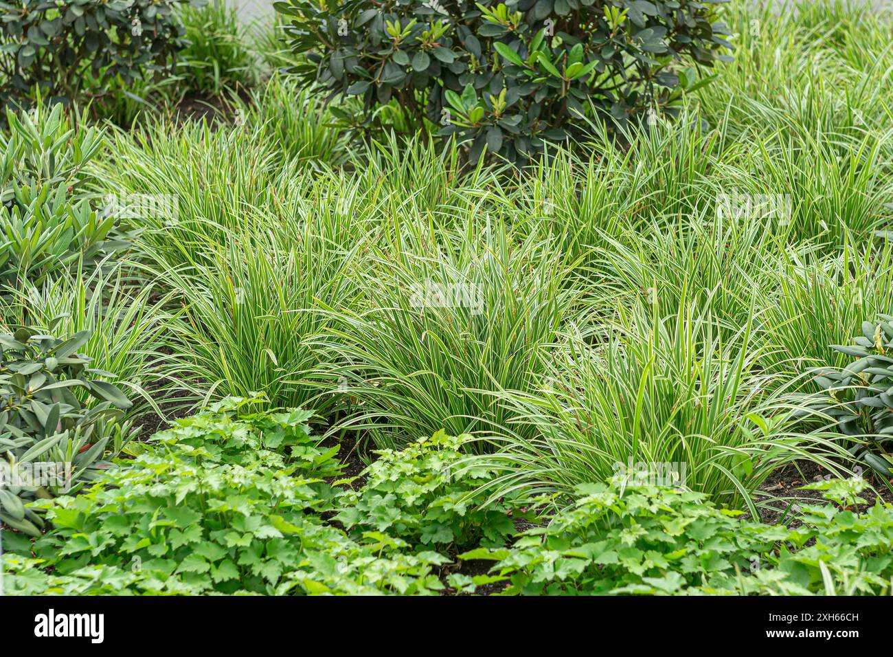Goldband Carex (Carex morrowii 'Ice Dance', Carex morrowii Ice Dance), cultivar Ice Dance Banque D'Images