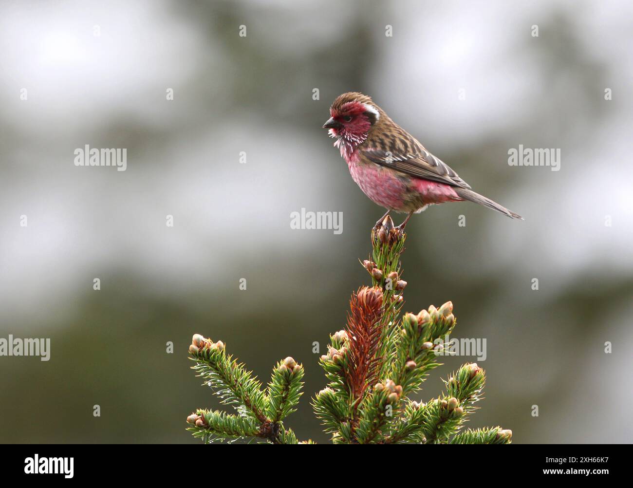 Rosefinch chinois à sourcils blancs (Carpodacus dubius), assis sur un arbre, Chine, Sichuan, Mengbi Shan Banque D'Images