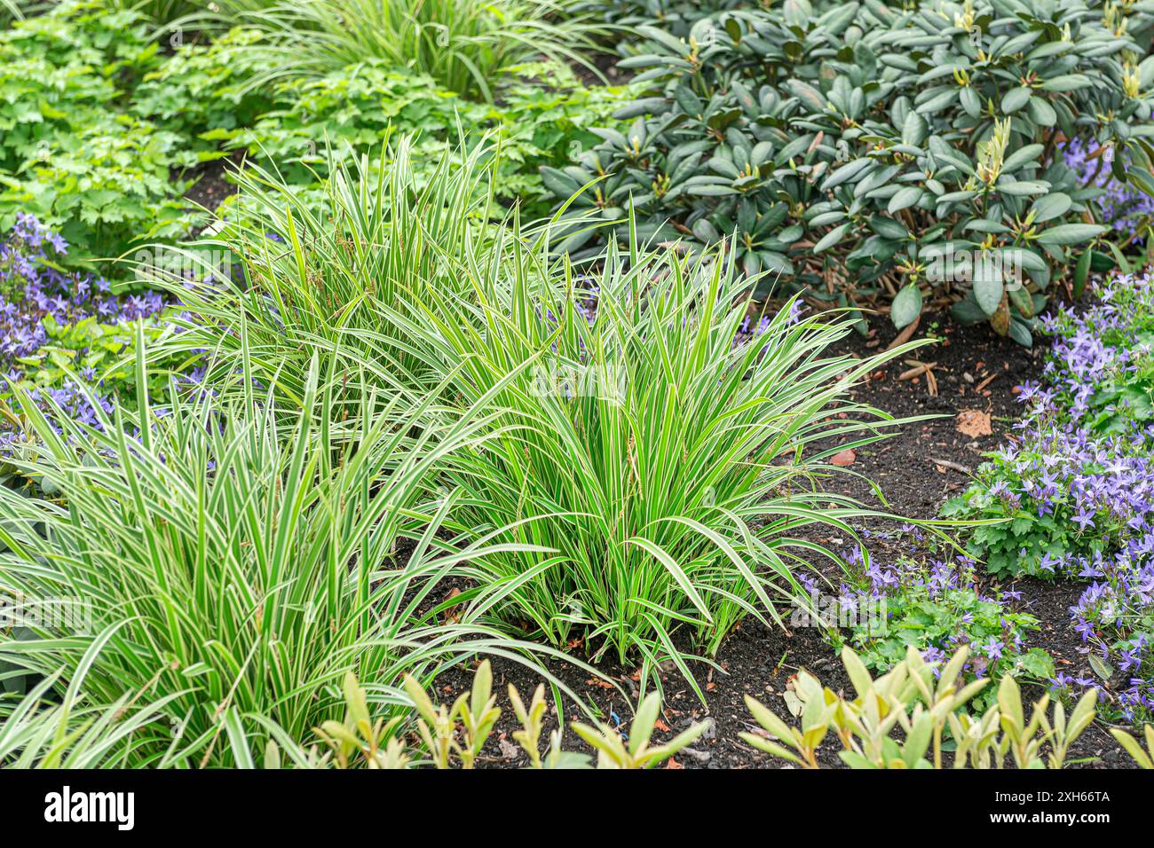 Carex (Carex morrowii 'danse sur glace', Carex morrowii Ice Dance), Carotar Ice Dance, Europe, Bundesrepublik Deutschland Banque D'Images