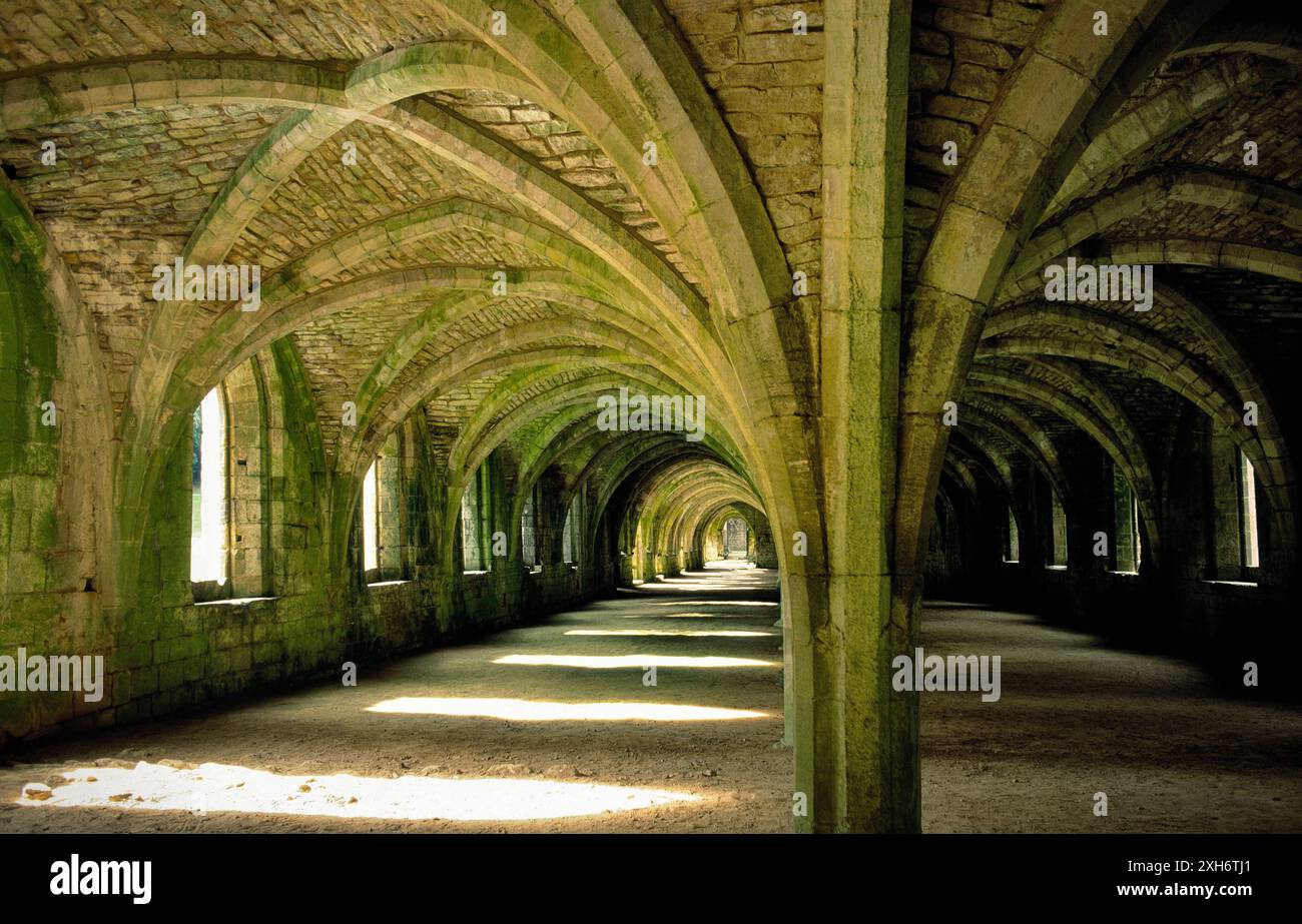 Caves voûtées en pierre fine sous le dortoir Lay Brothers, abbaye de Fountains, N. Yorkshire, Angleterre. Cistercien, fondé en 1132. Banque D'Images