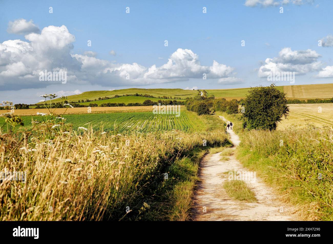 Le Ridgeway près de Wayland's Smithy vers Château Uffington. Une partie de l'année 5000 vieux voie longue distance. Oxfordshire, Angleterre Banque D'Images