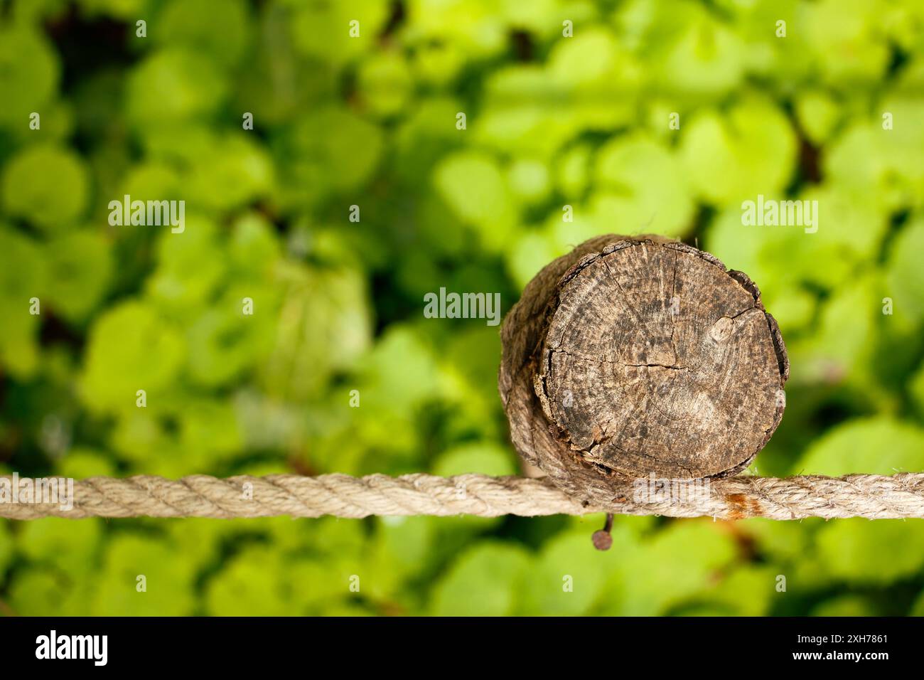 Nœud de corde, arbre, tronc d'arbre, corde attachée à un tronc d'arbre avec un fond végétal vert, vert, corde abstraite et tronc Banque D'Images