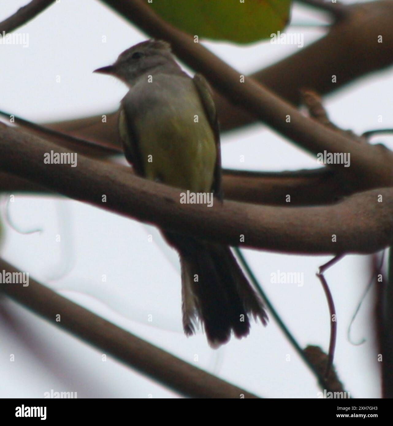 Elaenia à ventre jaune (Elaenia flavogaster) Santa Marta Colombie Banque D'Images