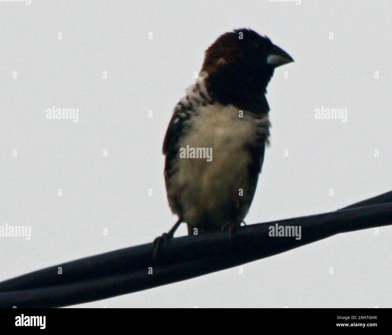 Bronze Mannikin (Spermestes cucullata) Tai Village Banque D'Images