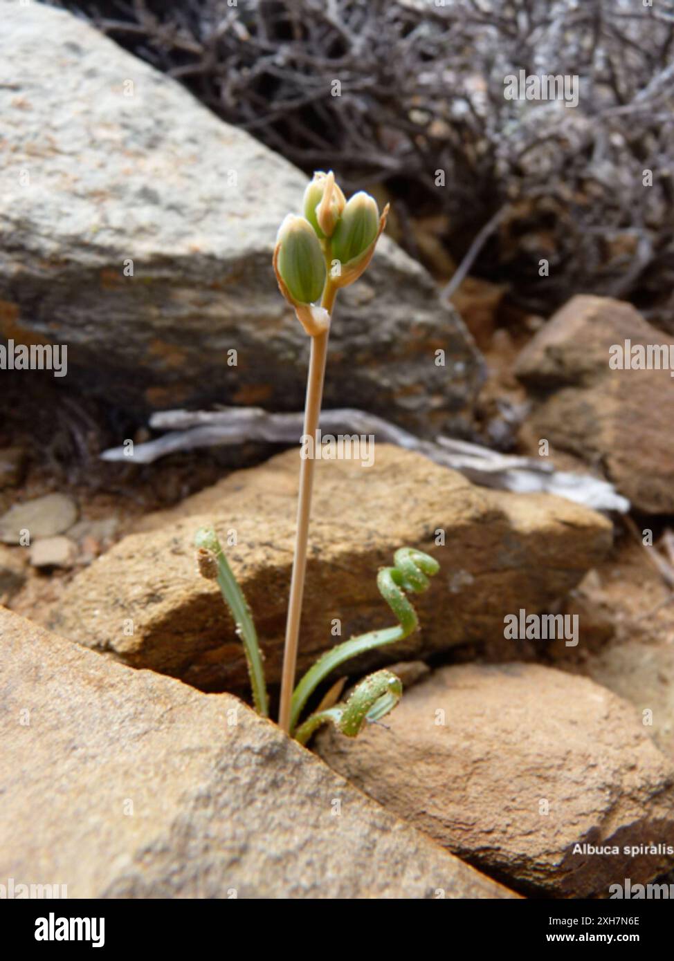 Tamarak bouclé (Albuca spiralis), min eau : min eau près de la ruine et du moulin à vent. Banque D'Images