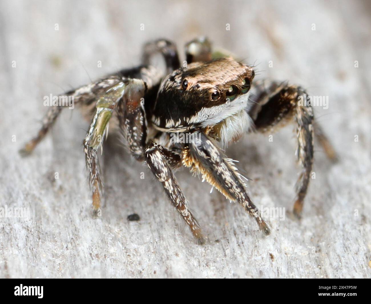 (Habronattus klauseri) Middle Harbor Shoreline Park, Oakland, CA Banque D'Images