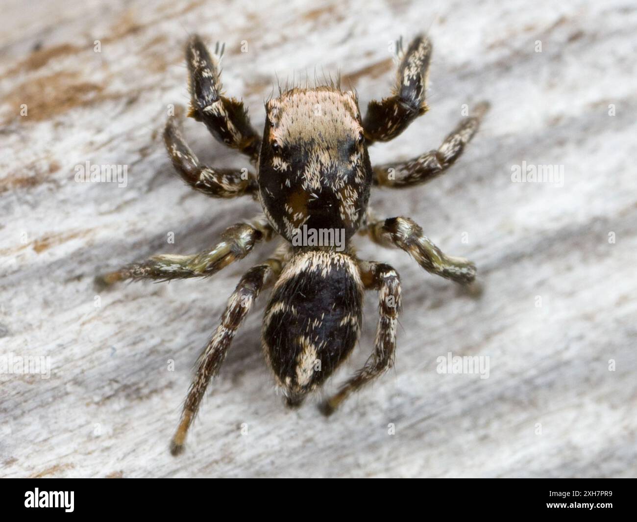 (Habronattus klauseri) Middle Harbor Shoreline Park, Oakland, CA Banque D'Images