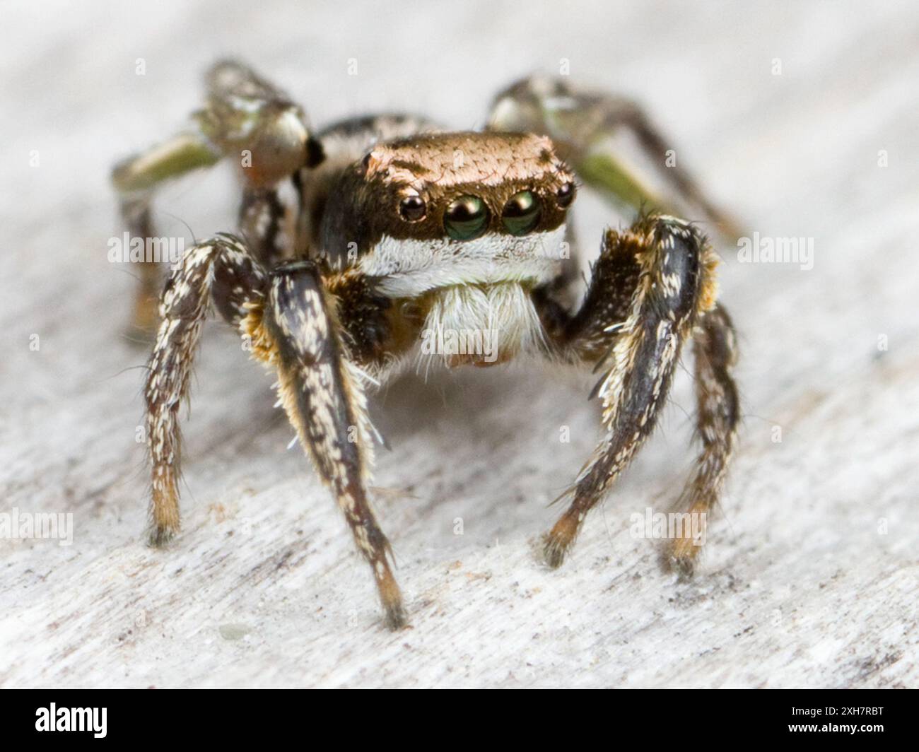 (Habronattus klauseri) Middle Harbor Shoreline Park, Oakland, CA Banque D'Images