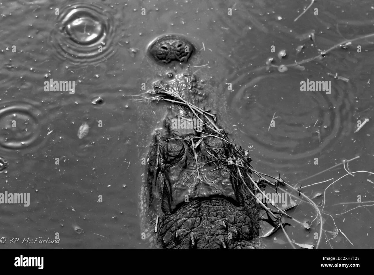 Alligator américain (Alligator mississippiensis) Gainesville, Floride, États-Unis Banque D'Images