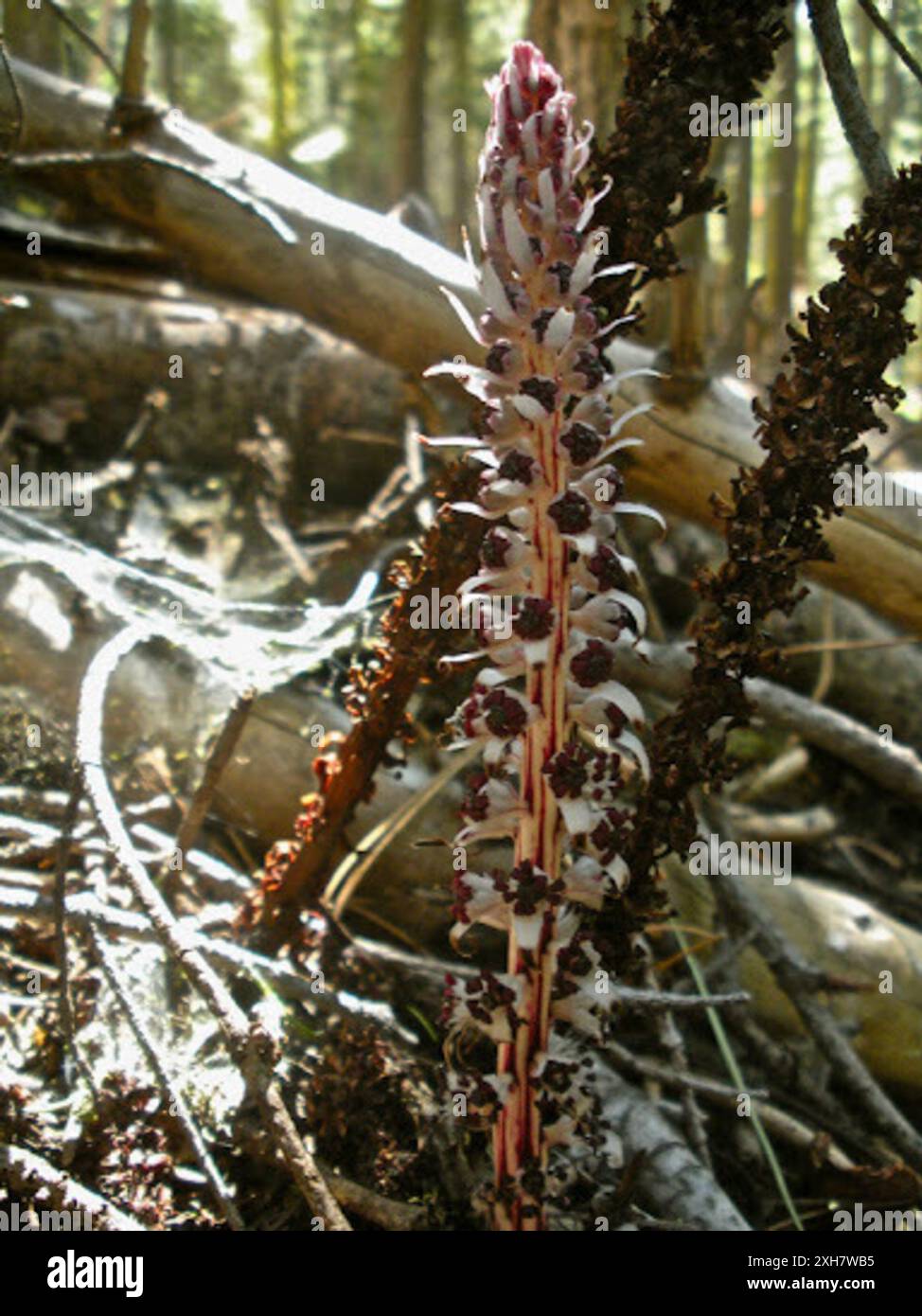 Bâton de sucre (Allotropa virgata) Rubicon Banque D'Images