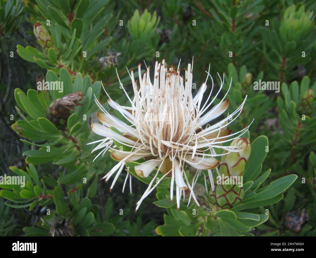 Lanceleaf Sugarbush (Protea lanceolata) sentier St Blaize sur la côte ouest de Mossel Bay Banque D'Images