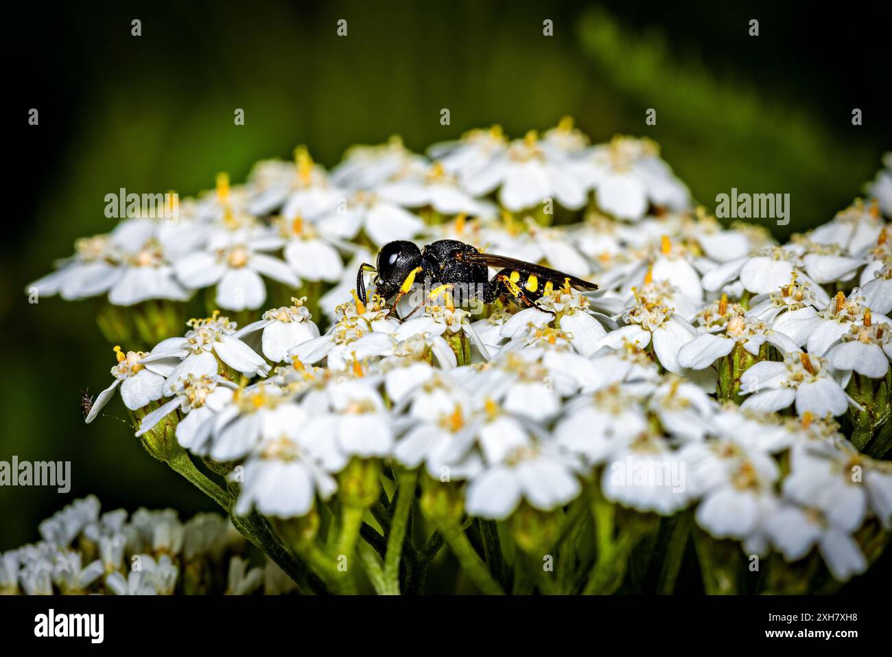 Une petite guêpe Digger sur une fleur Banque D'Images