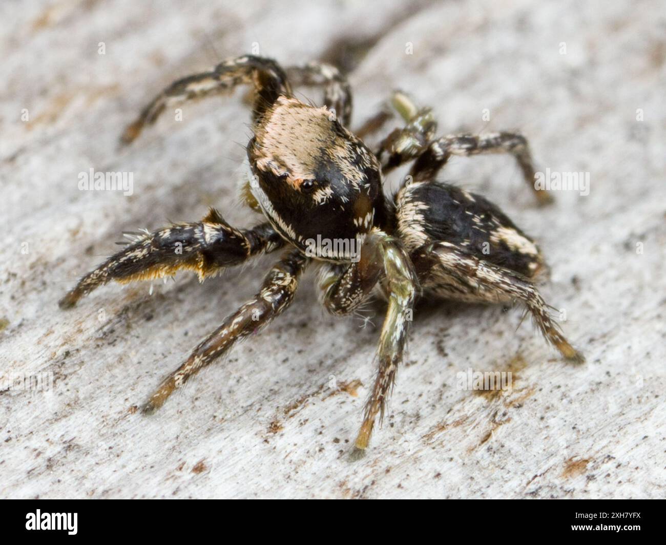 (Habronattus klauseri) Middle Harbor Shoreline Park, Oakland, CA Banque D'Images