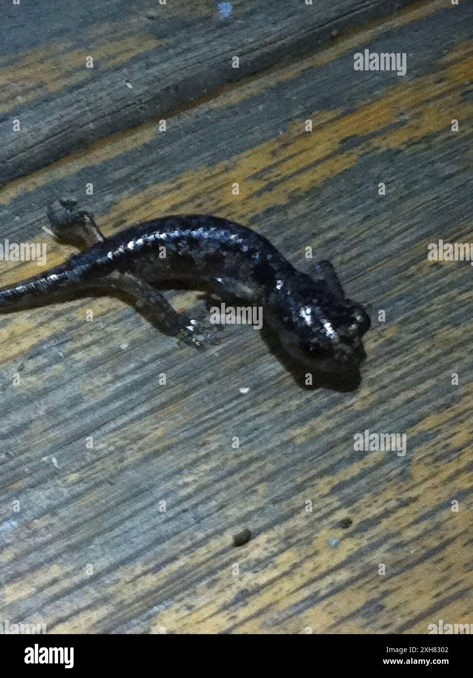 Salamandre arboricole (Aneides lugubris) , 38.61249923706055, -122,86339569091797 Banque D'Images