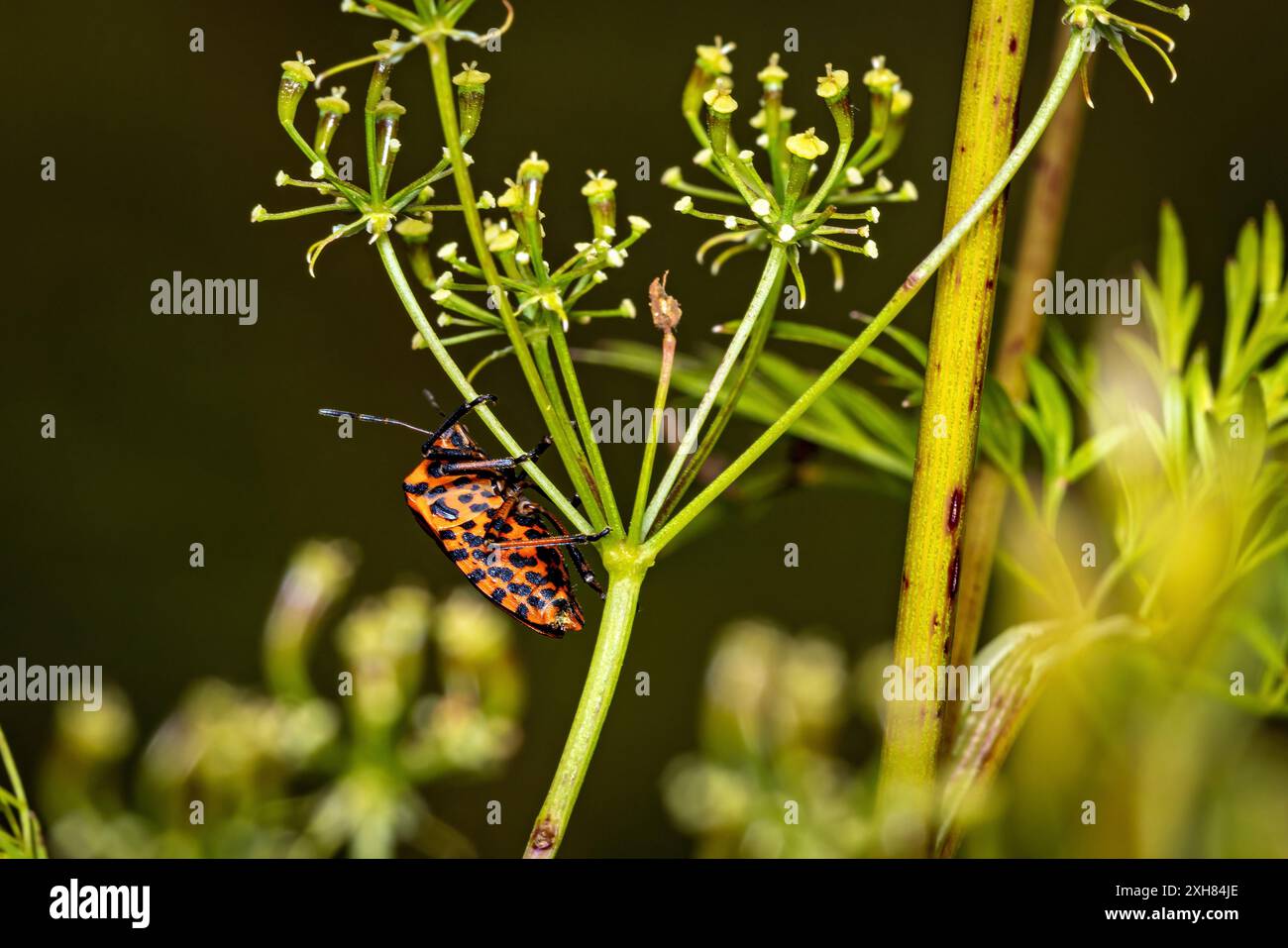 Un insecte bouclier rayé EUROEA Banque D'Images