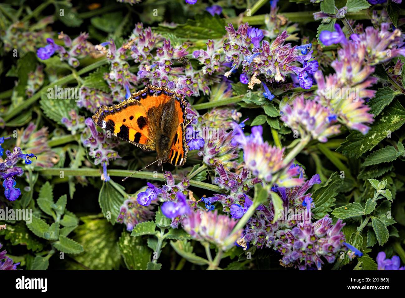 Le papillon petit renard dans la nature Banque D'Images