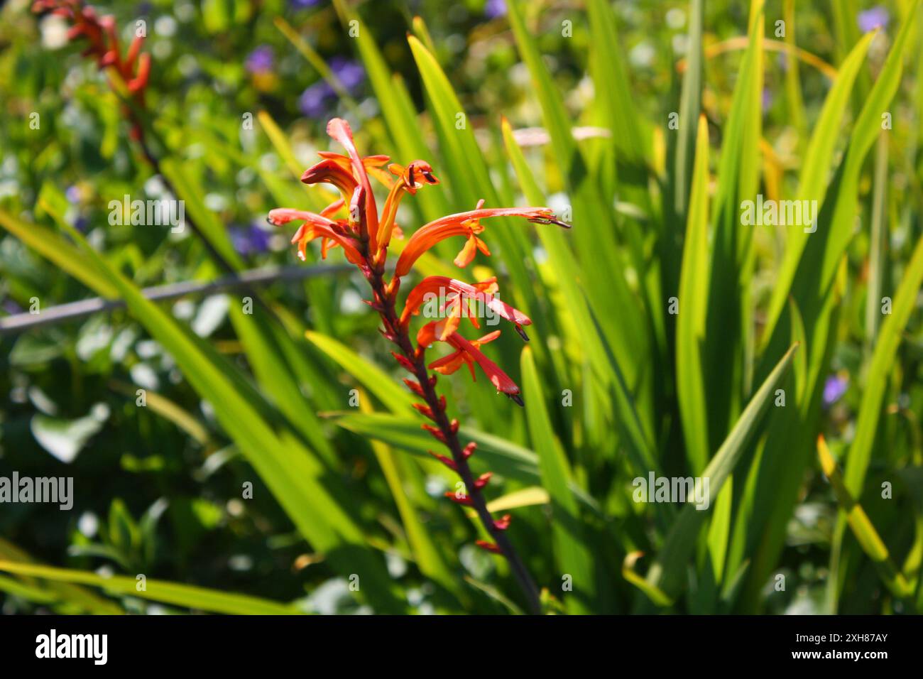 Drapeau africain (Chasmanthe floribunda) Candlestick point State Recreation Area Banque D'Images