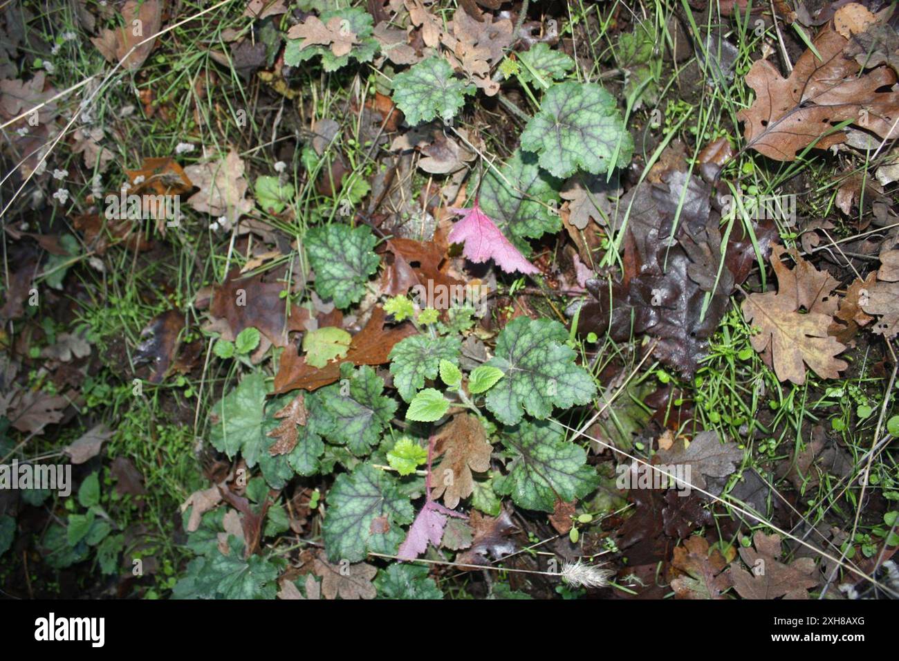 Alumroots (Heuchera) , parc régional shiloh Ranch Banque D'Images