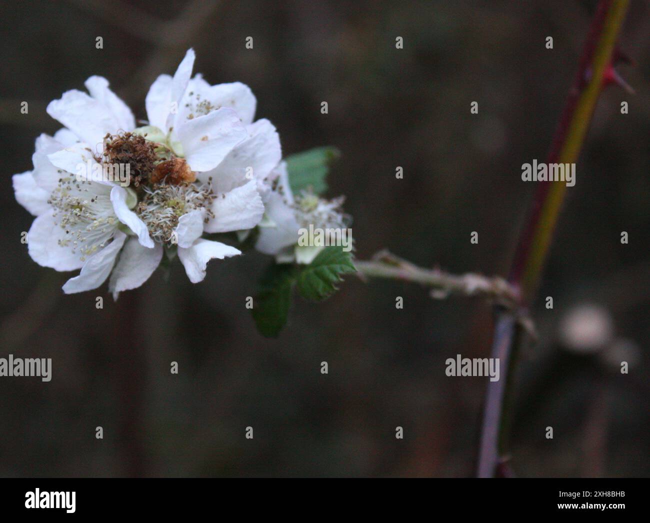 Mûre arménienne (Rubus armeniacus) bains sutro mûre arménienne (Rubus armeniacus) bains sutro Banque D'Images