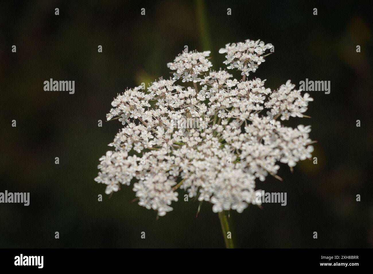 détails de fleurs blanches Banque D'Images