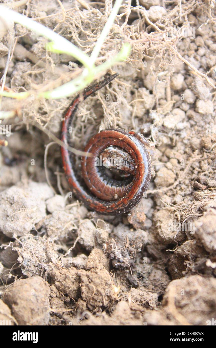 Salamandre mince de Californie (Batrachoseps attenuatus), San Bruno Mountain State and County Park, San Mateo County, US-CA, US Banque D'Images