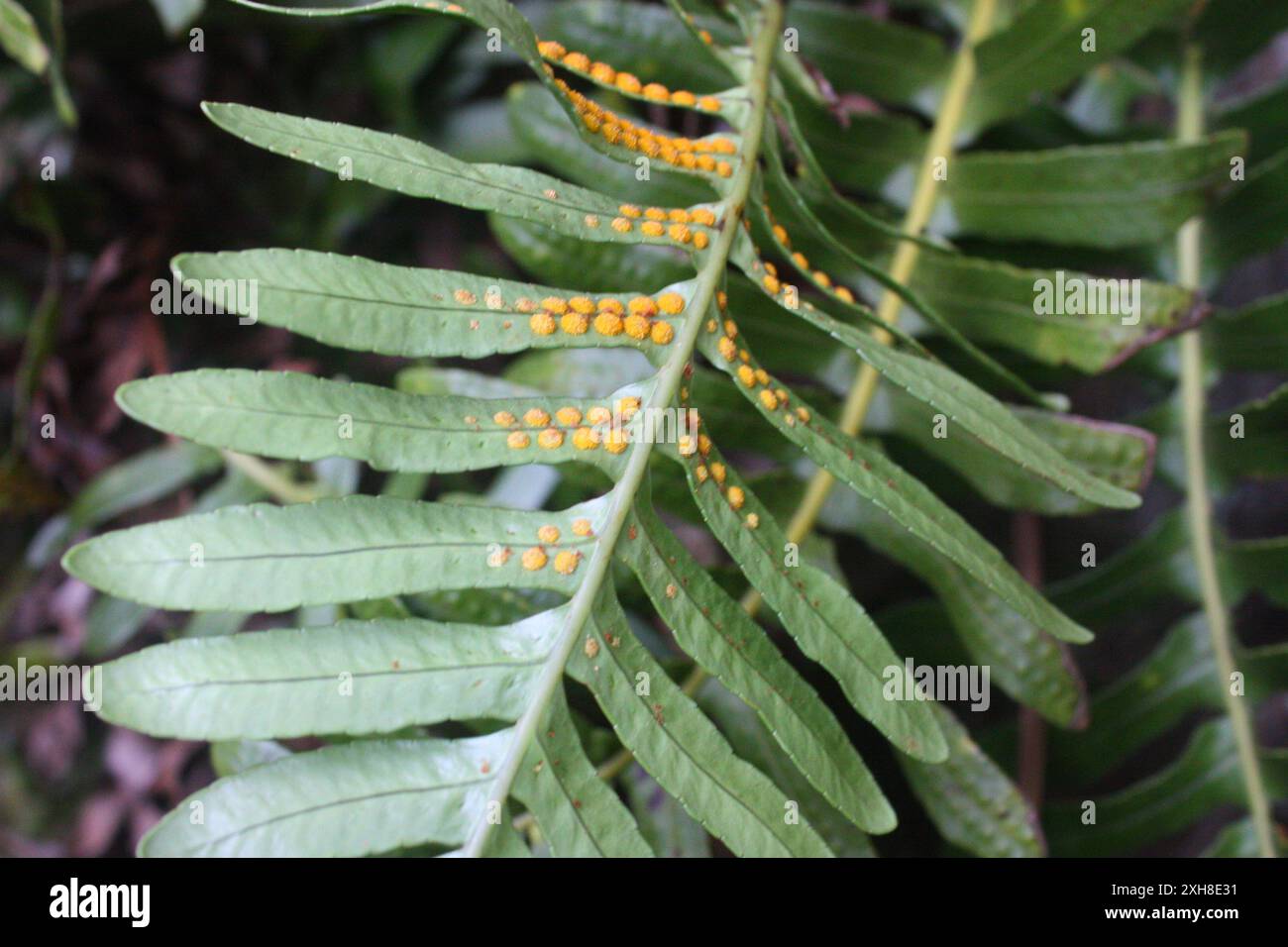 Polypodie cuirassée (Polypodium scouleri), montagne san bruno Banque D'Images