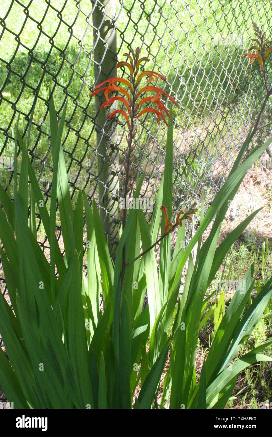 Drapeau africain (Chasmanthe floribunda) San Francisco, Californie, États-Unis Banque D'Images