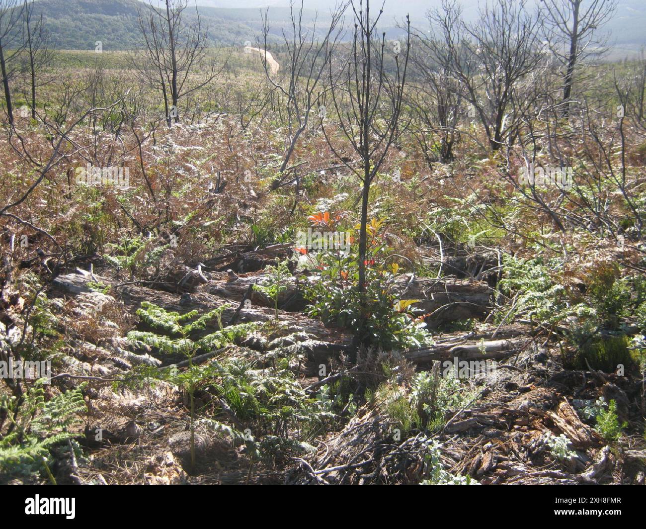 L'arbre à cuillère à beurre (Cunonia capensis) Bergplaas dans l'Outeniquas Banque D'Images