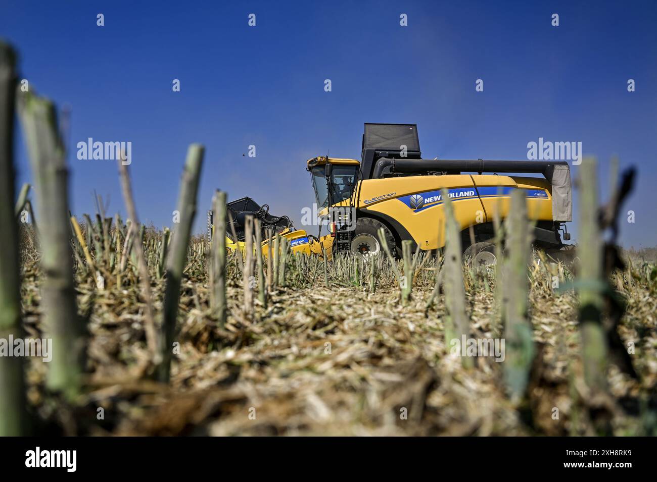 RÉGION de ZAPORIZHZHIA, UKRAINE - 11 JUILLET 2024 - Une moissonneuse-batteuse récolte du colza hivernal dans le champ de l'entreprise agricole et de production de Zhorzhovych, région de Zaporizhzhia, sud de l'Ukraine. Banque D'Images
