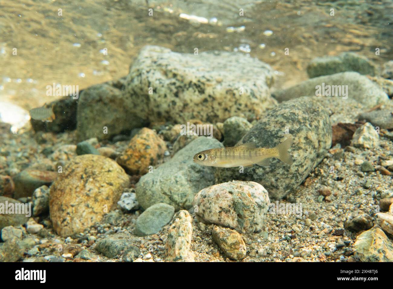 Saumon coho alevin dans un ruisseau du sud de la Colombie-Britannique, Canada. Banque D'Images