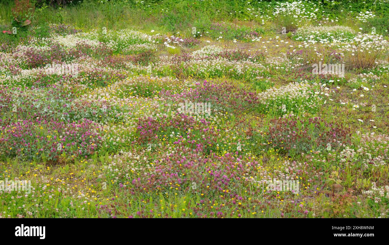 Un champ coloré de trèfles blancs et roses, Trifolium repens et Trifolium pratense. Banque D'Images