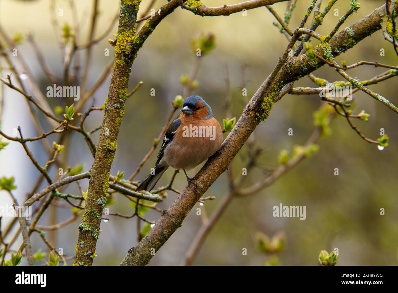 Fringilla coelebs famille Fringillidae Genre Fringilla chinchard commun mangeant des graines de sonflower dans une herbe, photo d'oiseau de la nature sauvage, photographie, wallpa Banque D'Images