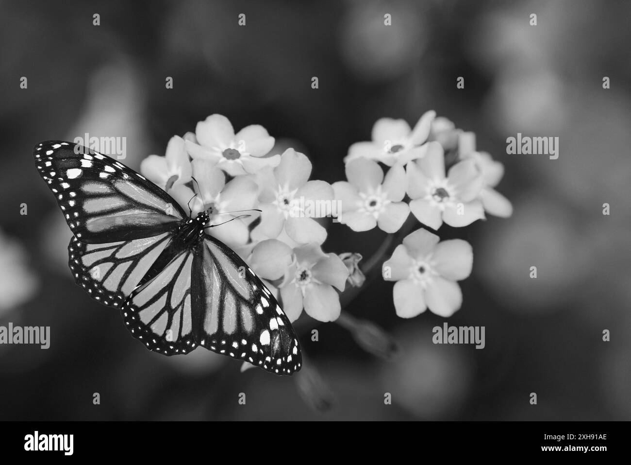 Beau papillon sur des fleurs en extérieur, effet noir et blanc Banque D'Images