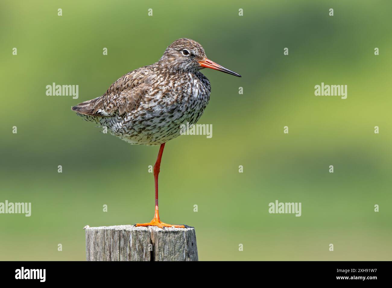 Le roussard commun (Tringa totanus) dans le plumage de reproduction perché sur une jambe sur un poteau de clôture en bois le long de la prairie en été Banque D'Images