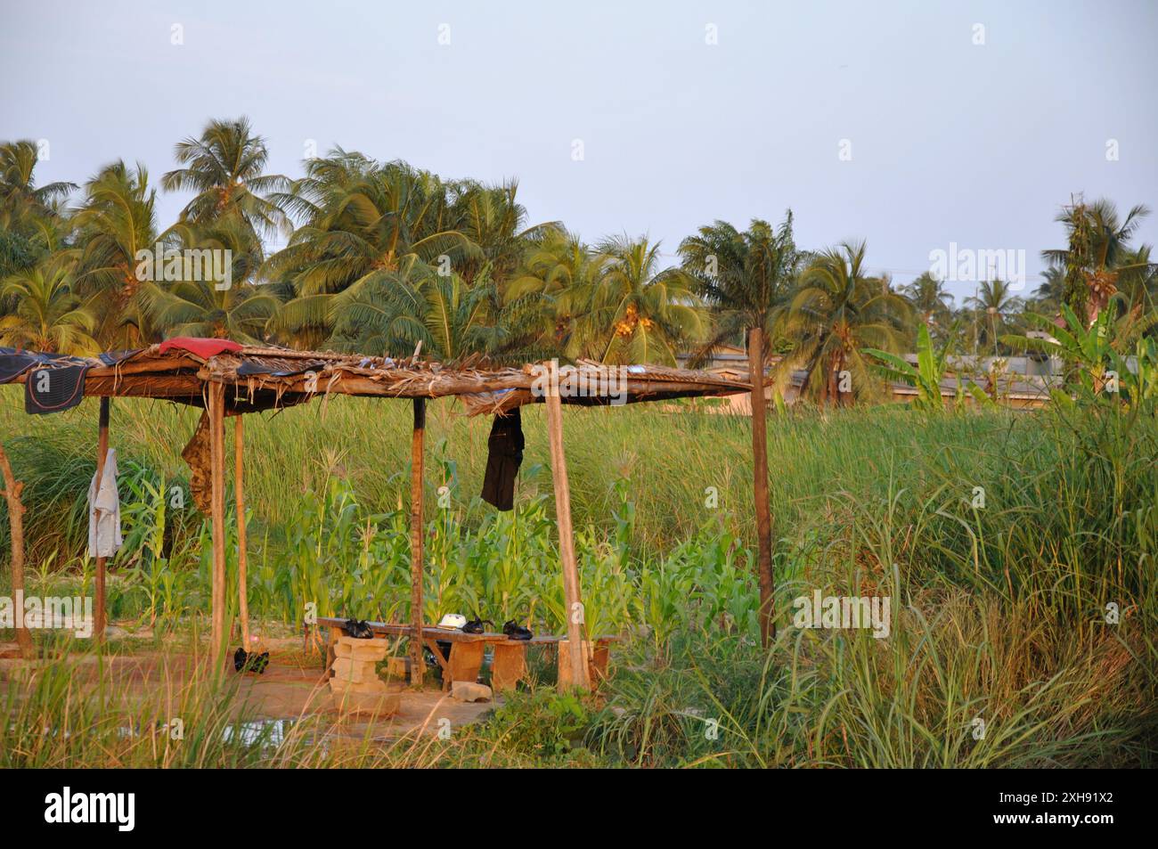 Petit champ avec culture de maïs et autres plantes ; Accra, Ghana. Petit abri de la chaleur. ; Champ ; maïs ; maïs ; maïs doux; Banque D'Images