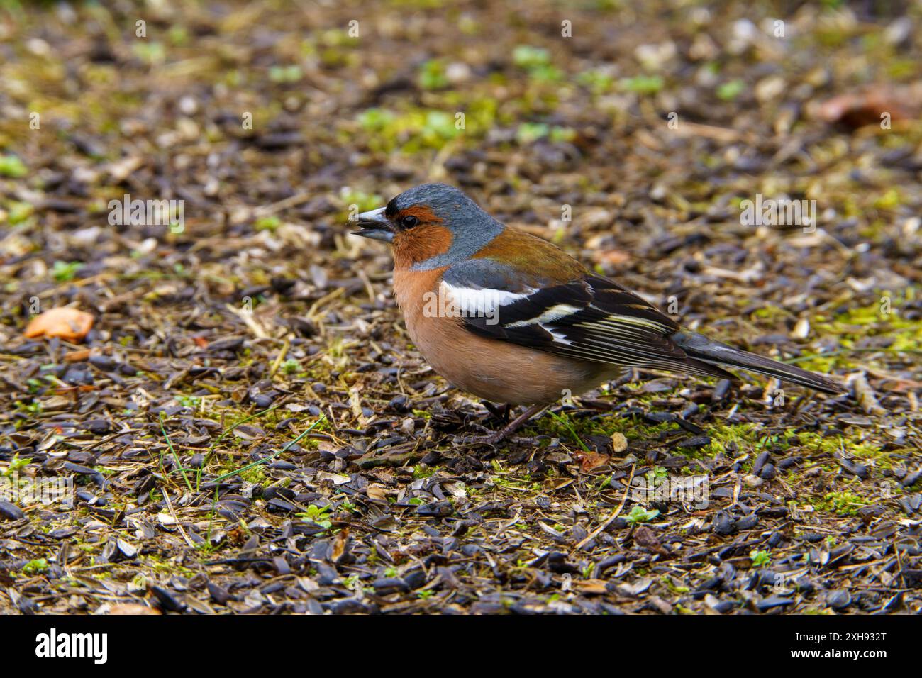 Fringilla coelebs famille Fringillidae Genre Fringilla chinchard commun mangeant des graines de sonflower dans une herbe, photo d'oiseau de la nature sauvage, photographie, wallpa Banque D'Images