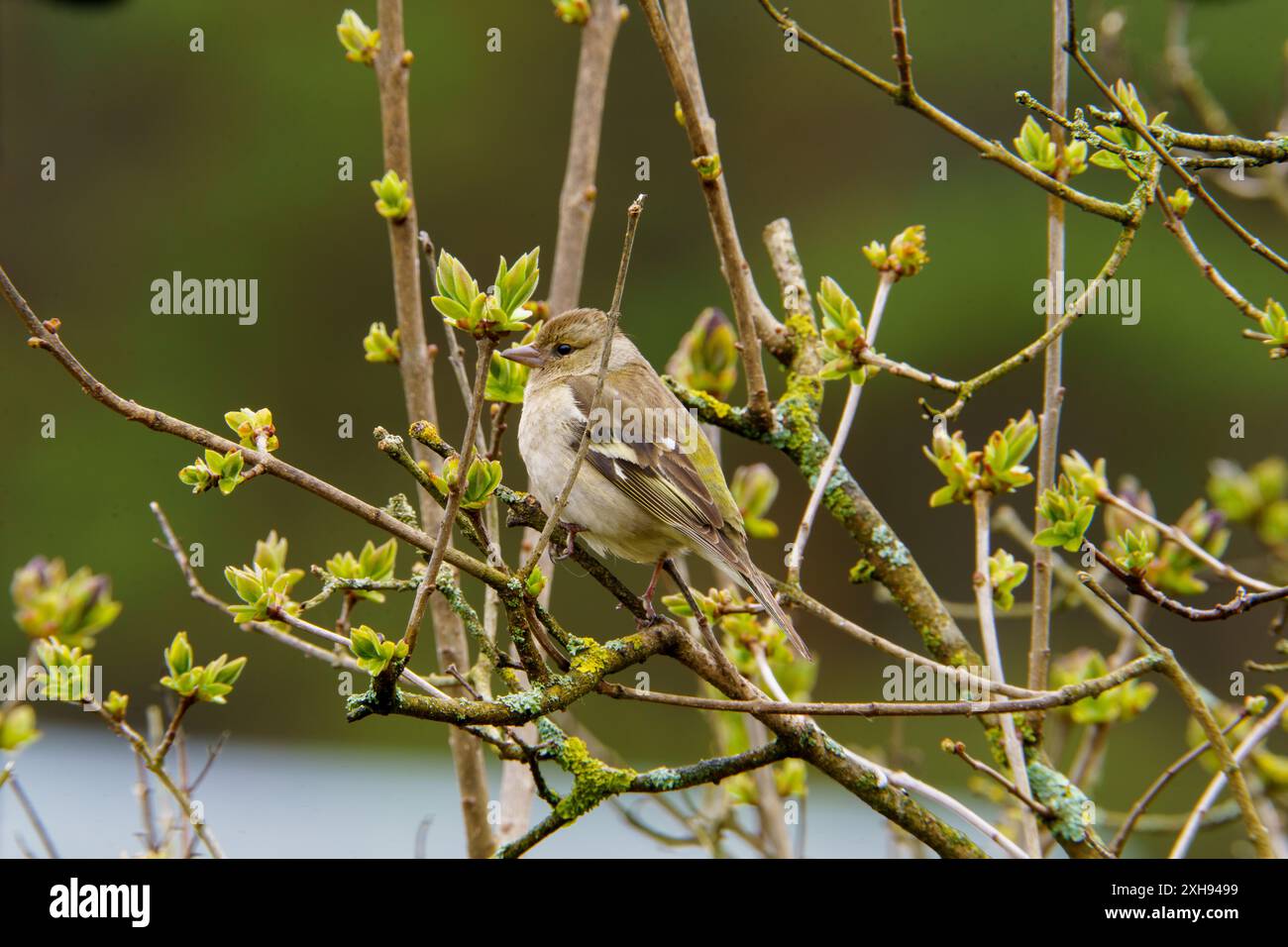 Fringilla coelebs famille Fringillidae Genre Fringilla chinchard commun mangeant des graines de sonflower dans une herbe, photo d'oiseau de la nature sauvage, photographie, wallpa Banque D'Images