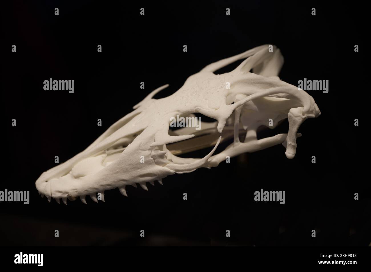 Un crâne Asian Water Monitor exposé au Grant Museum of Zoology de Londres Banque D'Images