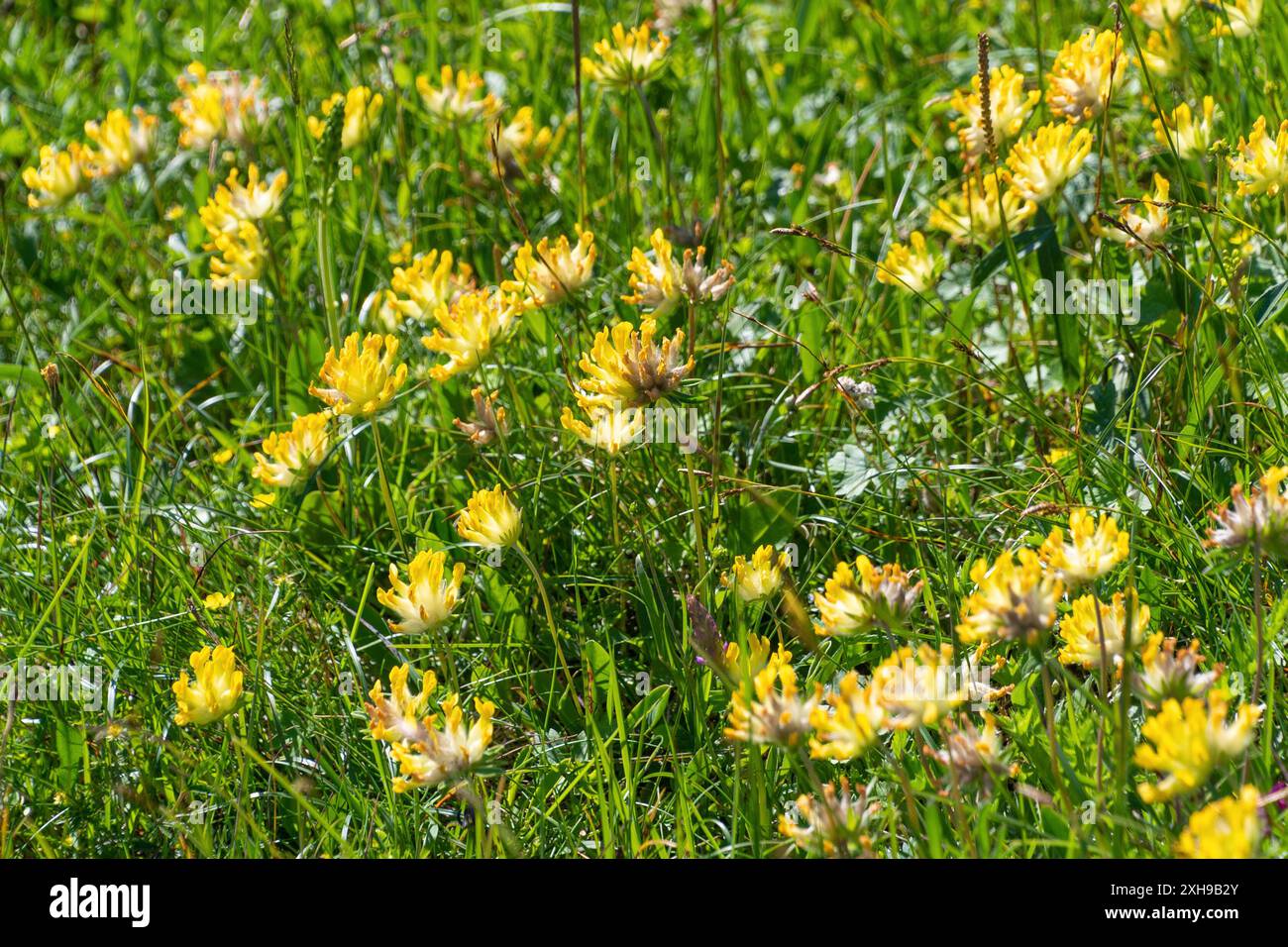 Fleurs jaunes d'Anthyllis Vulneraria dans un pré. la kidneyvetch commune, la vesce rénale, l'armoise. Banque D'Images