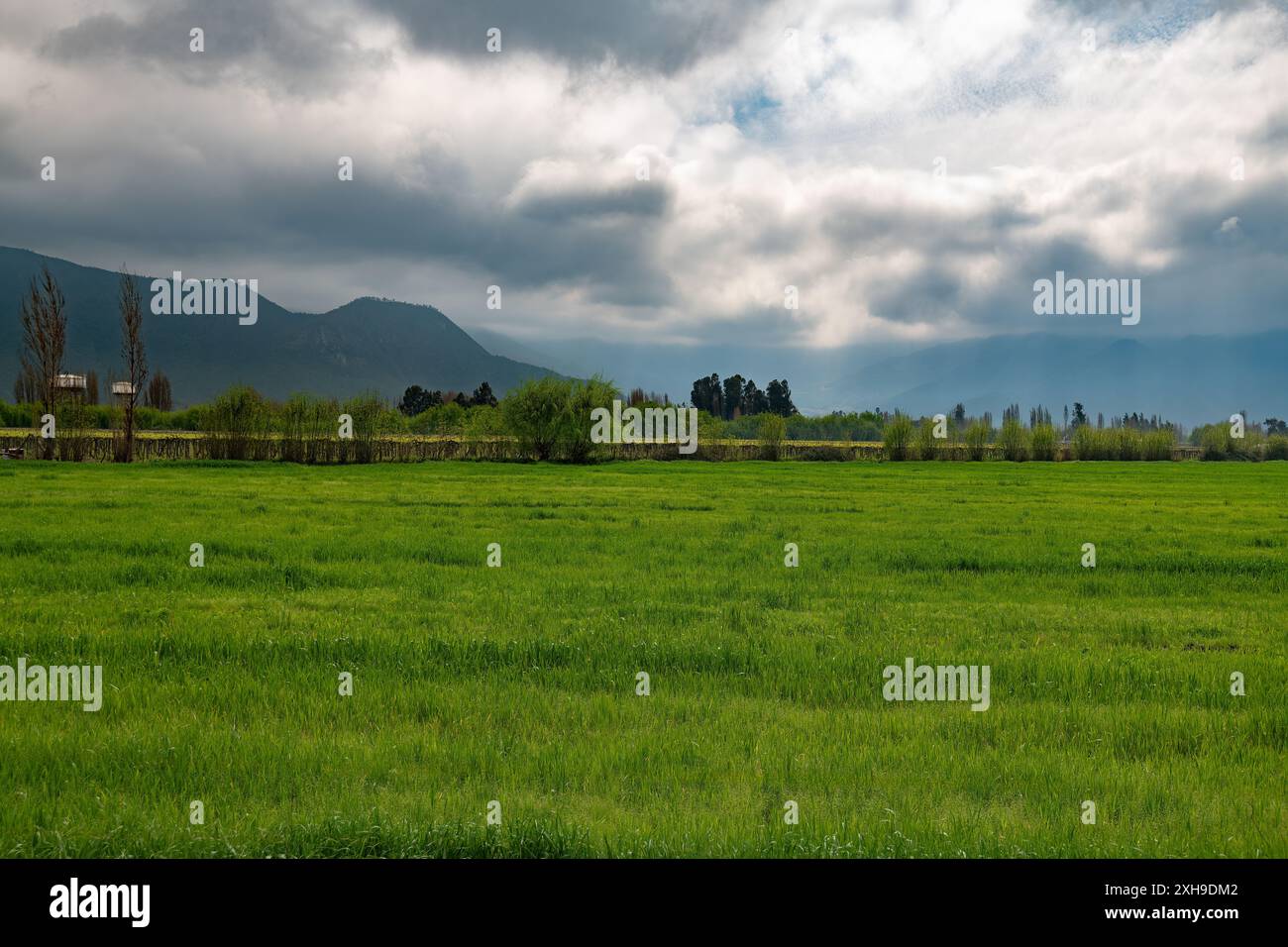 Vue sur les champs de culture et un vignoble à Santa Cruz, Chili Banque D'Images